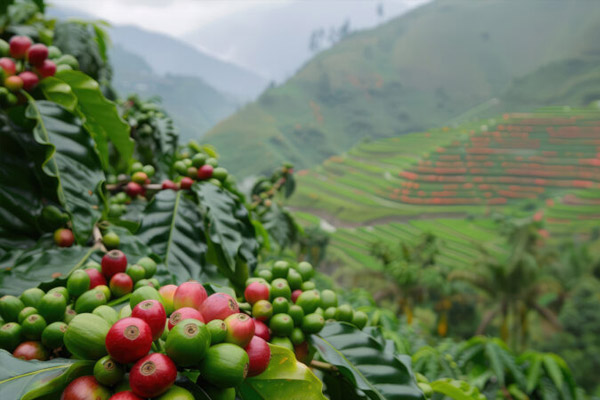 cafea de specialitate OPYA - selectie riguroasa ferme etice